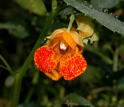 Touch-me-not, Spotted (Jewelweed)