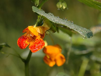 Touch-me-not, Spotted (Jewelweed)