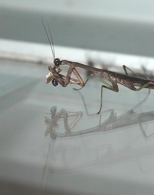 Carolina Mantid with Prey