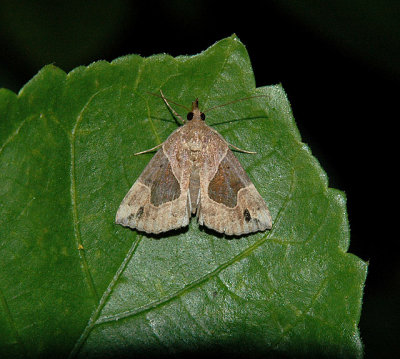 Flowing-line Bomolocha Moth (8441)