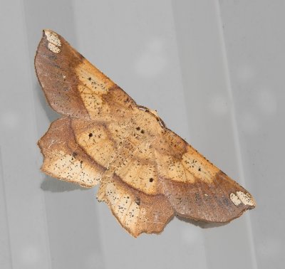 Deep-yellow Euchlena Moth (6733)