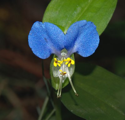 Wildflower - Asiatic Dayflower