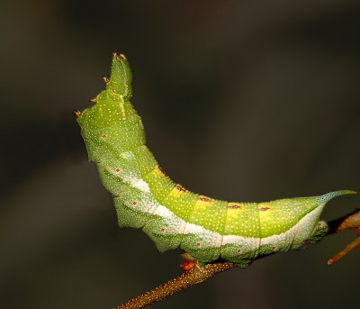 Virginia Creeper Sphinx Moth Caterpillar (7885)