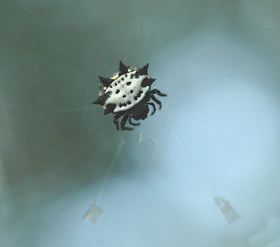 Crab-like Spiny Orb Weaver Spider