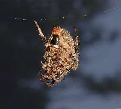 Orb Weaver (Barn Spider)