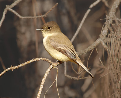 Eastern Phoebe