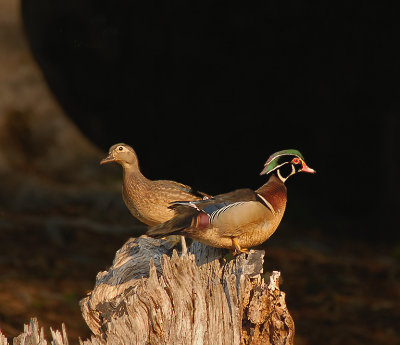 Wood Ducks (Mating Pair)