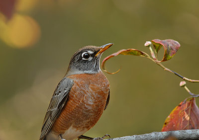 American Robin