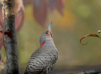 Northern Flicker Yellow Shafted (Taiga/Eastern)