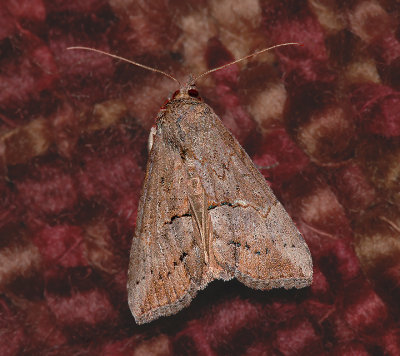 Green Cloverworm Moth (8465)