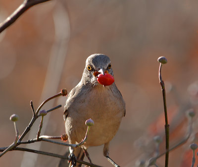 Northern Mockingbird