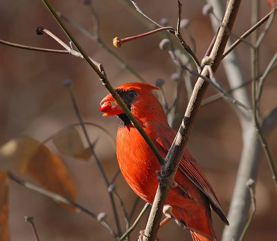 Northern Cardinal