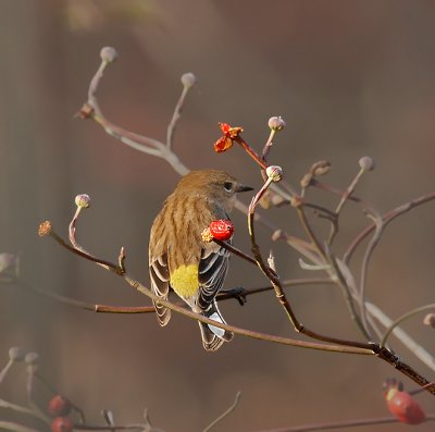 Yellow-rumped Warbler