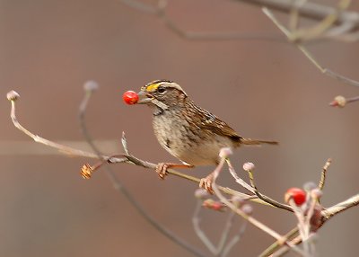 White-throated Sparrow