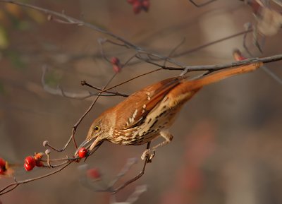 Brown Thrasher