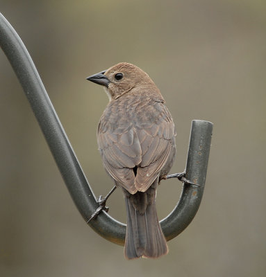 Brown-headed Cowbird