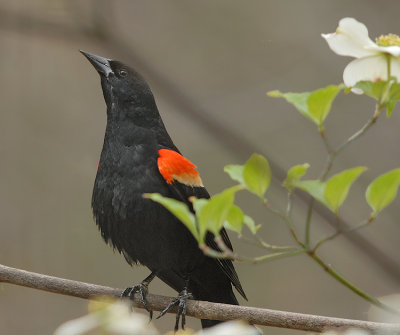 Red-winged Blackbird