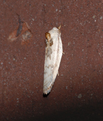Schlaegers Fruitworm Moth (1011)