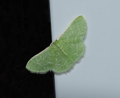Wavy-lined Emerald Moth (7058)
