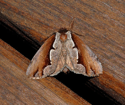 Double-toothed Prominent Moth (7929)