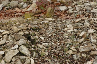 A very inconspicuous nesting site.     A beautiful example of camouflage.