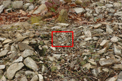 Nesting site in red overlay