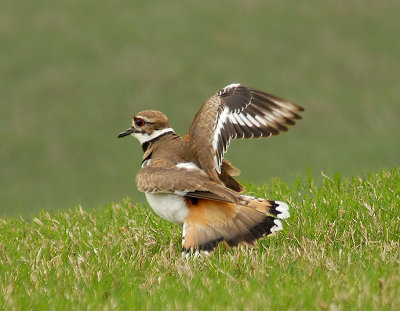 Killdeer feigning injury to protect her nesting site