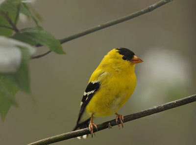 Gorgeous Goldfinches