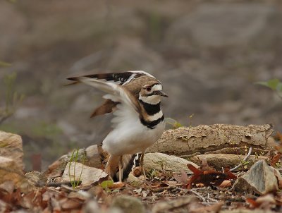 Killdeer feigning injury to protect her nesting site