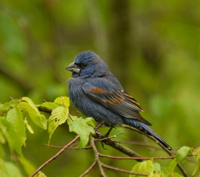 Breeding Male