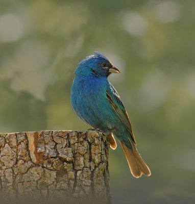 Indigo Bunting (Breeding Male)