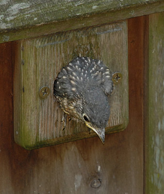 Fledging