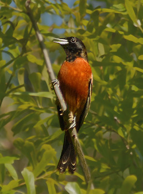 Orchard Oriole