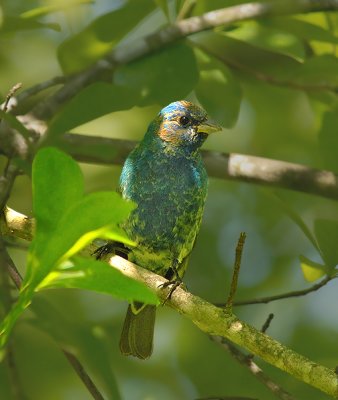 Indigo Bunting (1st Year Male)