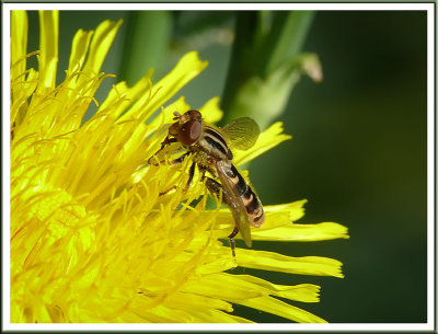 August 13 - Wee Bee