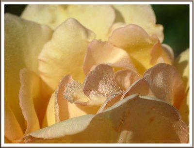 August 29 - While The Dew Is Still On the Roses