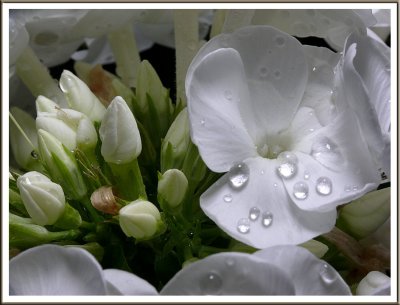 September 02 - Rainy Day Phlox