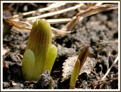 April 11 - Easter Lily