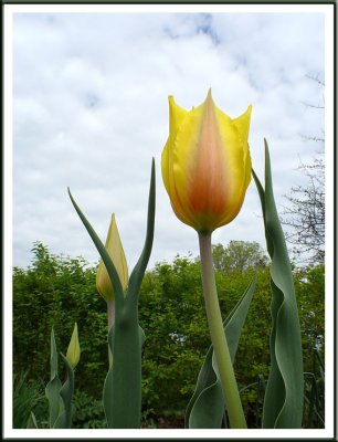 May 08 - Tulip Time