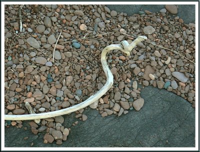 June 24- The Dreaded Lake Superior Stick Snake