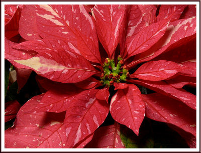 December 13 - Festive Flower