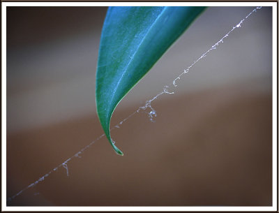 March 03 - Dusty Spider Web