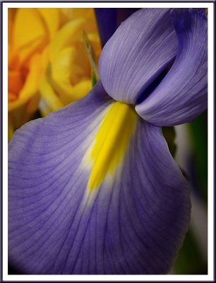 March 09 - Yellow Tongue