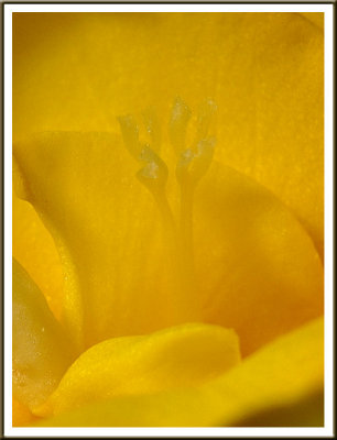 March 13 - Phoenix Rising