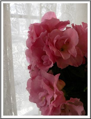 March 16 - Joan's Flowers