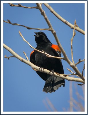 March 17 - They're Back!