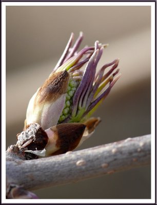March 25 - Alien Spring