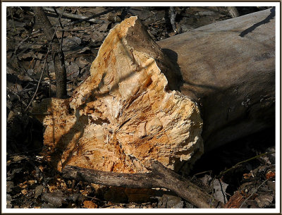 March 26 - A Casualty of Winter