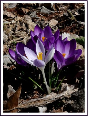 March 28 - Finally We Got Some Too