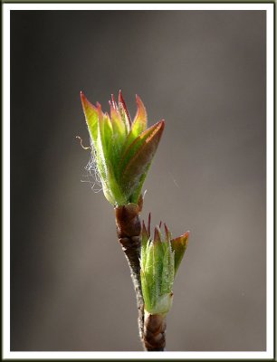 April 07 - Reaching for the Light